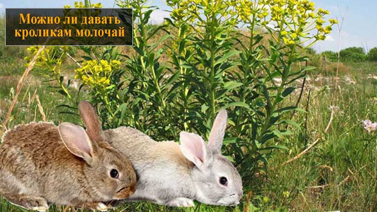 Можно ли давать кроликам траву молочай?