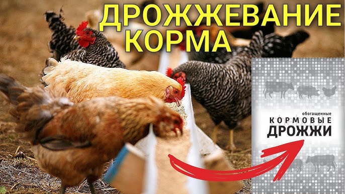Можно ли давать курам дрожжи?