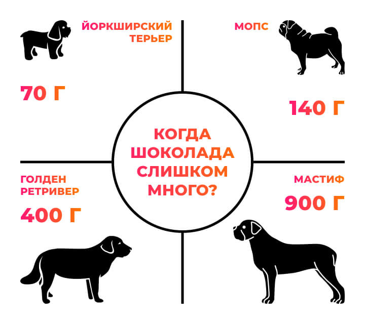 Можно ли давать собаке шоколад?