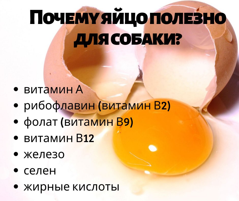 Можно ли давать собаке сырое яйцо?
