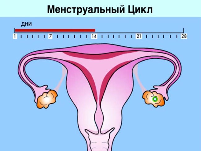 Можно ли делать лапароскопию во время месячных?