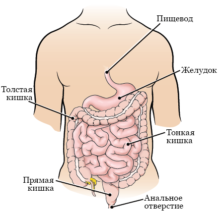 Можно ли делать операцию по удалению груди во время месячных?