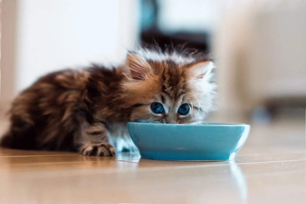 Можно ли кормить котенка молоком?