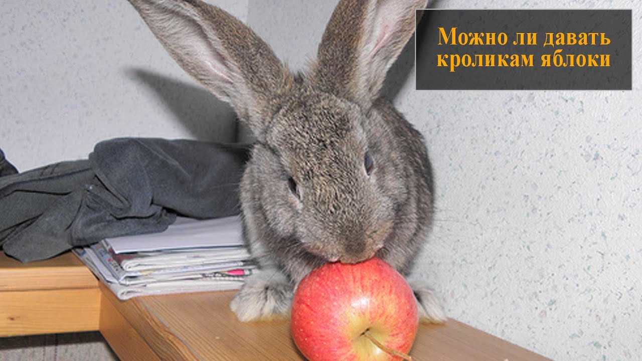 Можно ли кормить кроликов яблоками?