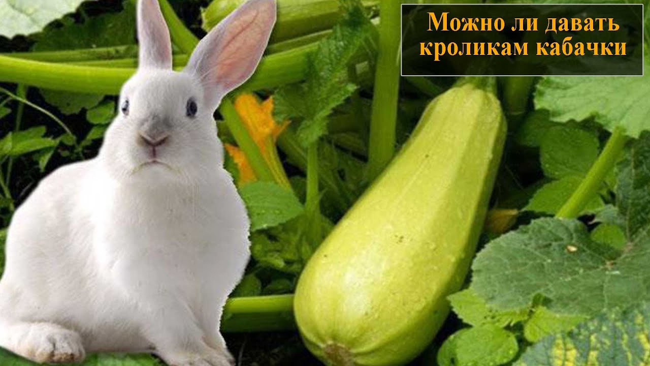 Можно ли кормить кроликов кабачками?