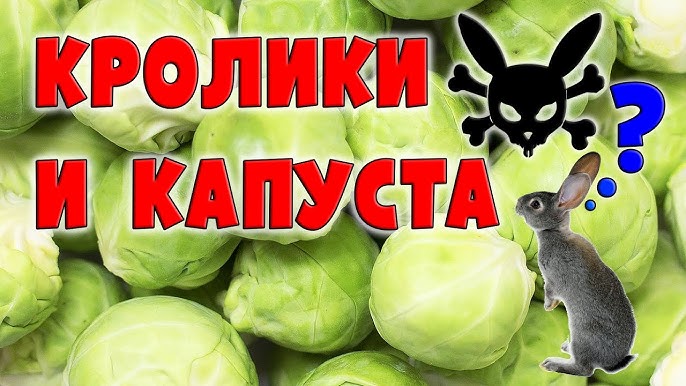 Можно ли кормить кроликов капустой?