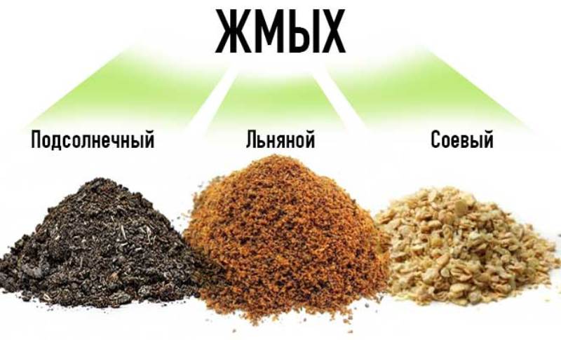 Можно ли кормить свиней жмыхом?