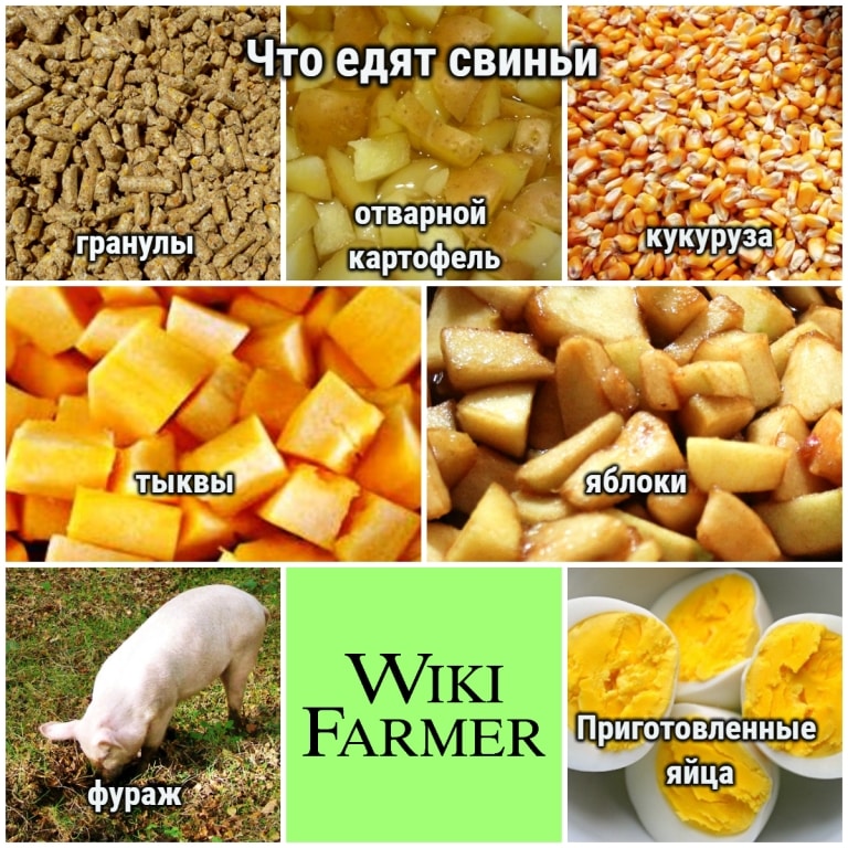 Можно ли кормить вьетнамских свиней кукурузой?