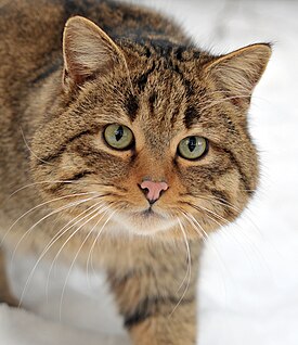 Можно ли котам есть алоэ?