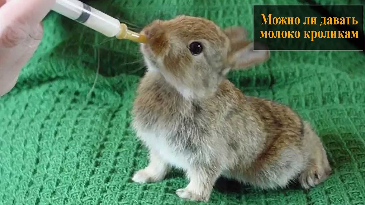Можно ли кролику давать Геркулес?