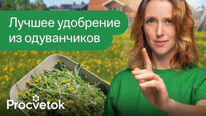 Можно ли ложить одуванчики в компост?