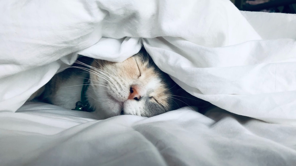 Можно ли перед сном пить ромашку?