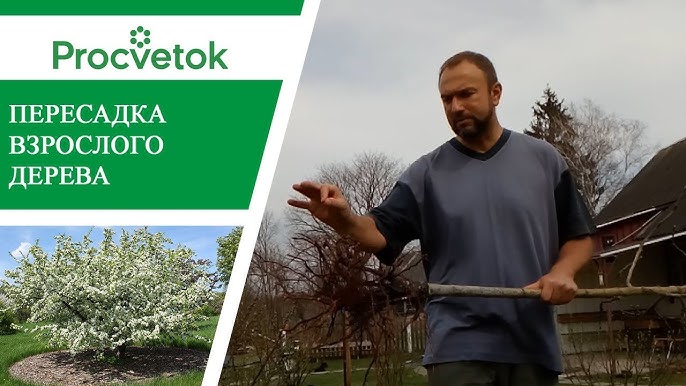 Можно ли пересадить Колоновидную яблоню?
