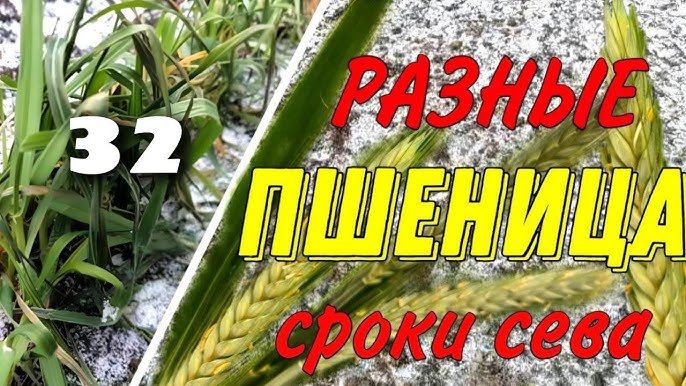 Можно ли сеять озимую пшеницу в ноябре?