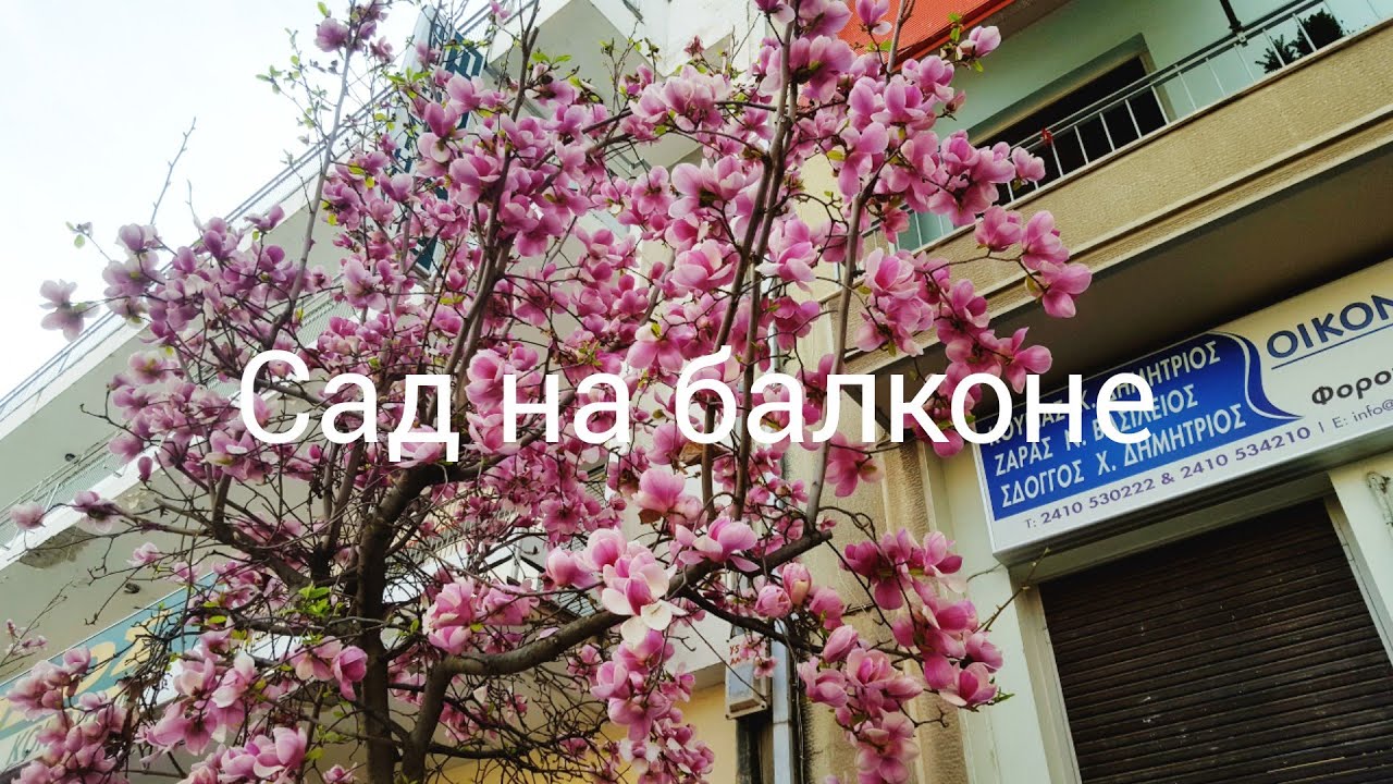 Можно ли выращивать магнолию в горшке?