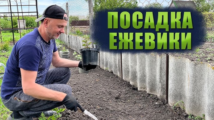 На каком расстоянии нужно сажать ежевику?