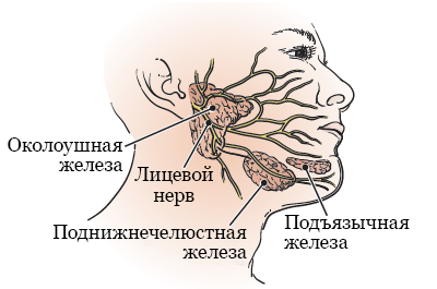 Нужно ли делать операцию при разрыве крестообразной связки?