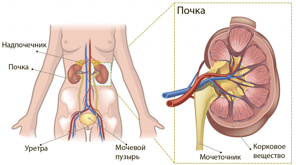 Нужно ли вымачивать бараньи почки?