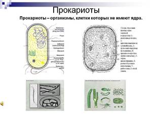 Почему бактерии относятся к Прокариотом?