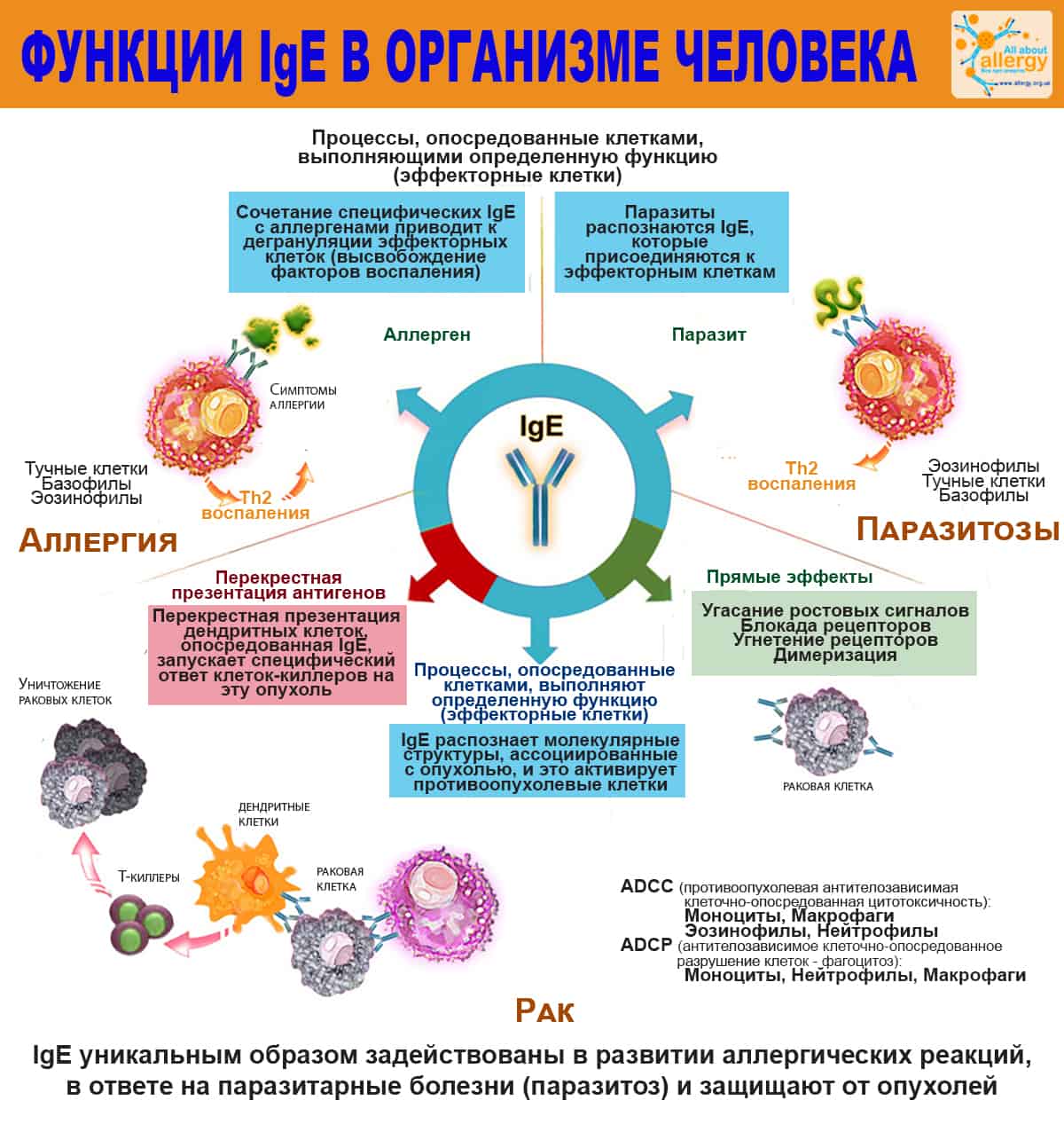 Почему иммуноглобулин Е повышен?