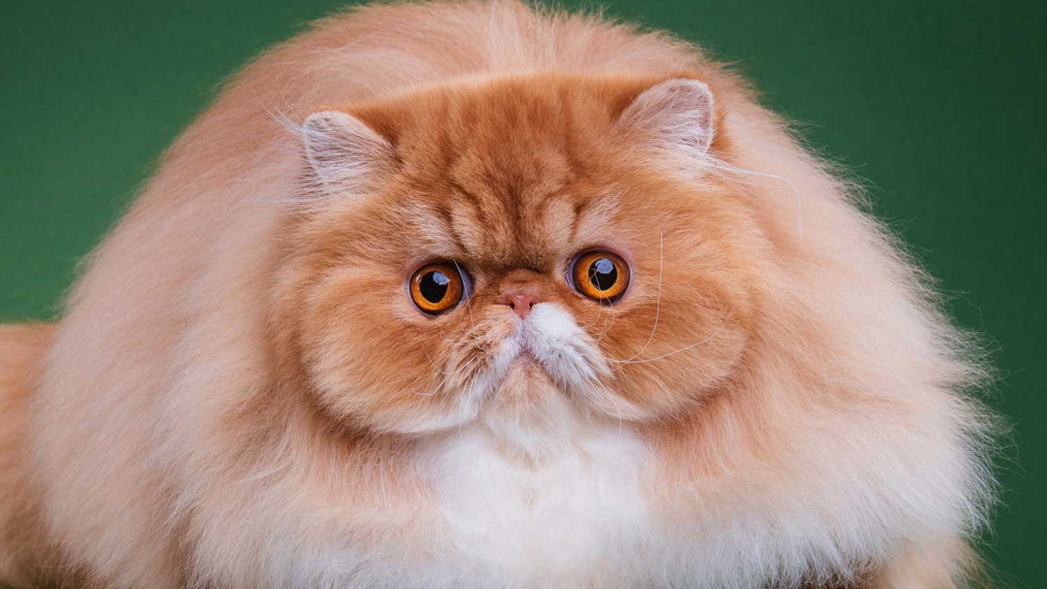 Почему кошка мяукает когда никого нет дома?