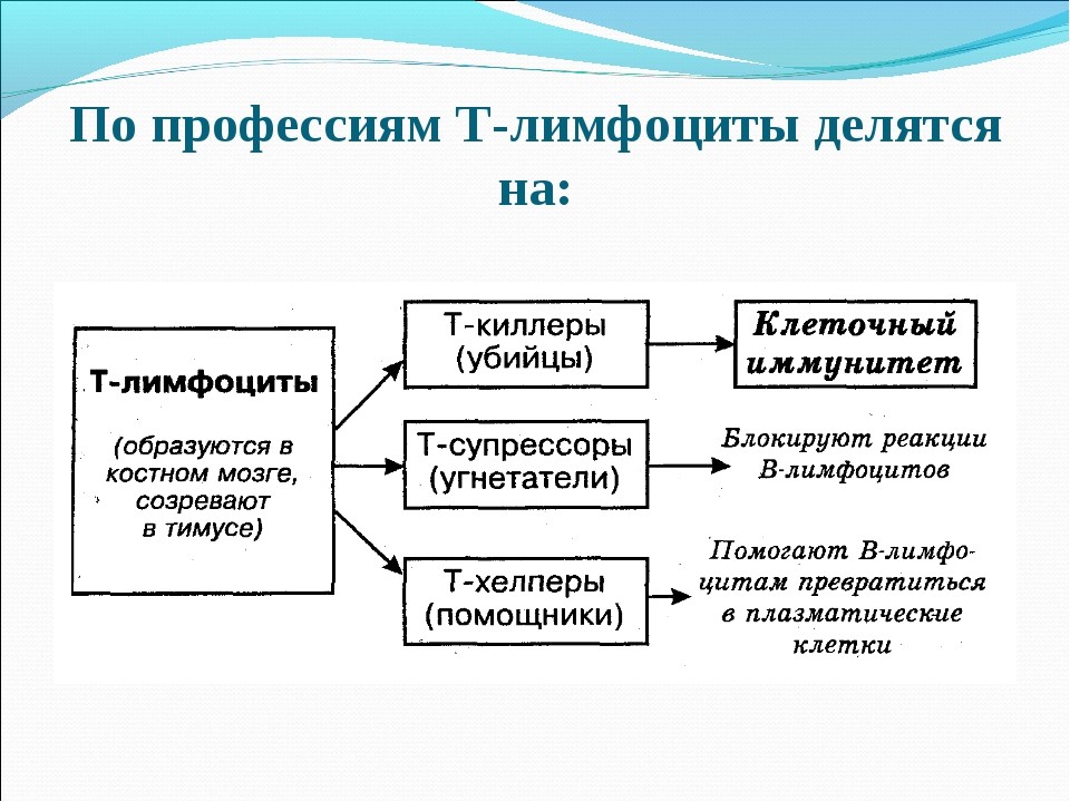 Почему лимфоциты делятся на Т и В?