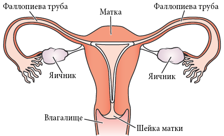 Почему мой куриный глаз распух?