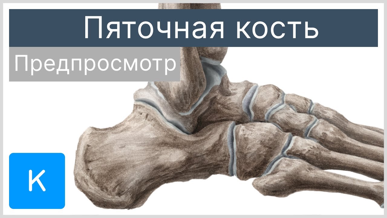Почему не срастается кость после перелома?