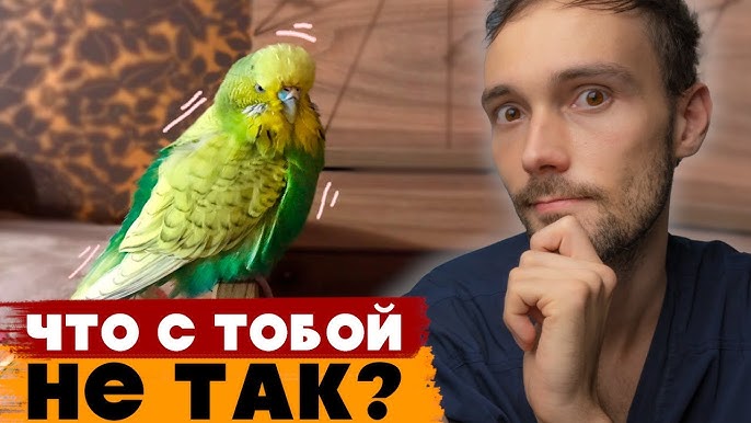 Почему попугаи качают головой?