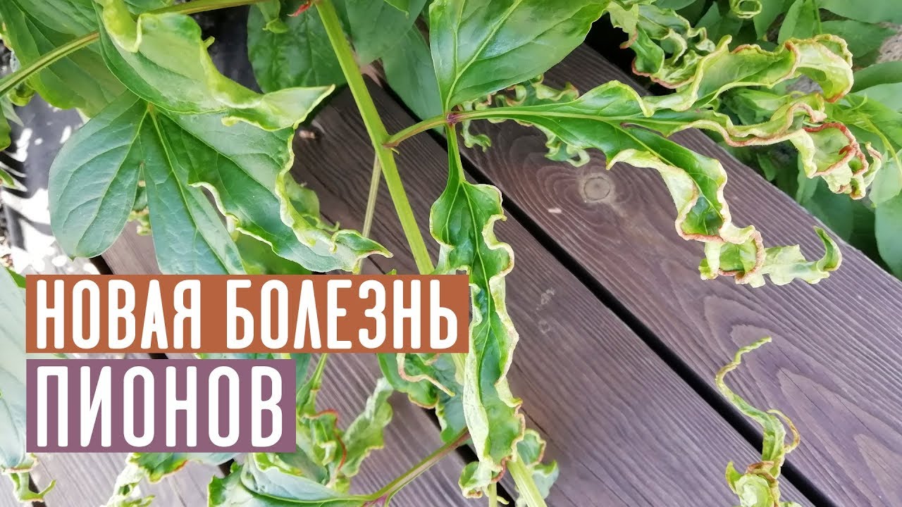 Почему скручиваются листья у пионов?