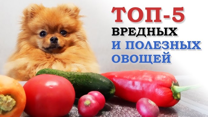 Почему собакам нельзя пасленовые?