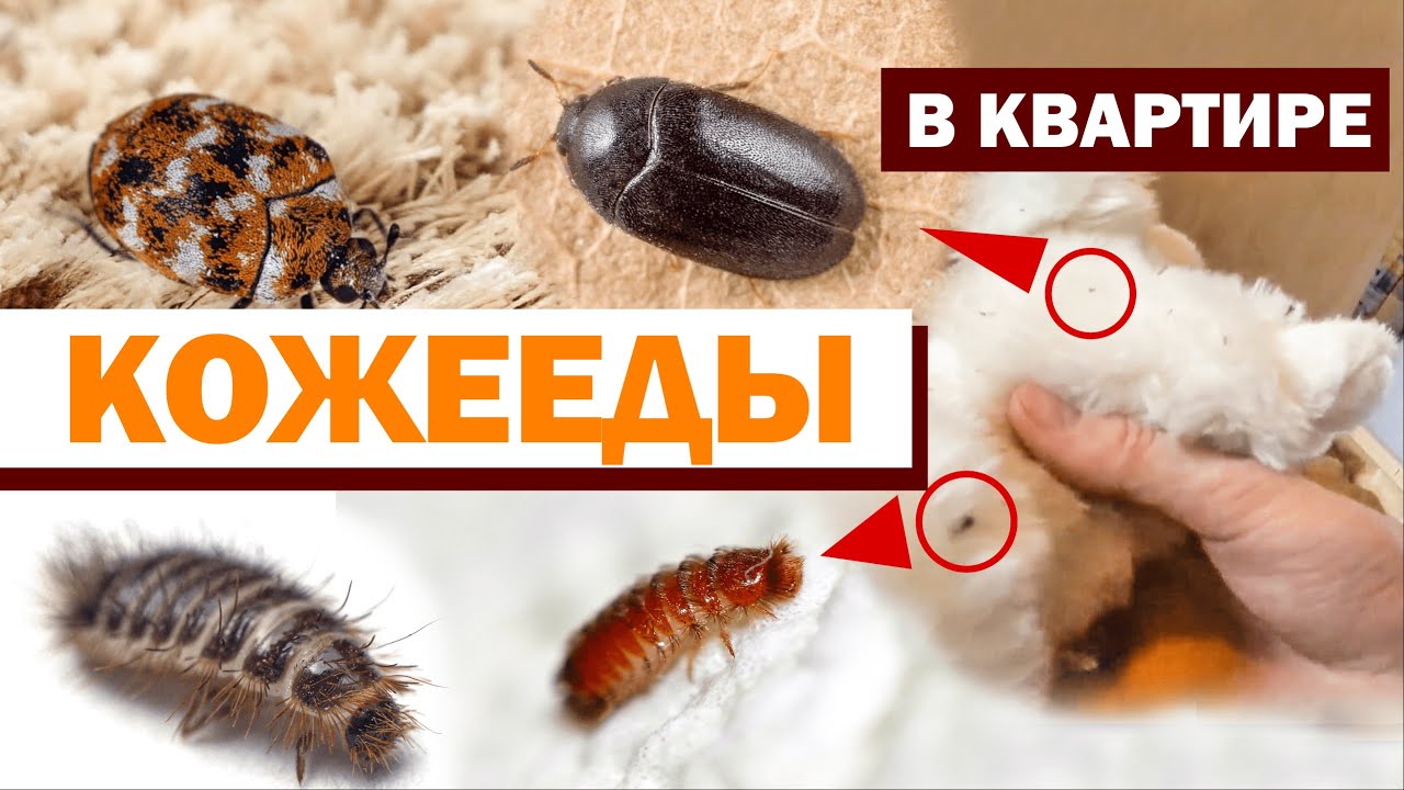Почему у меня в доме летают крошечные летающие жуки?