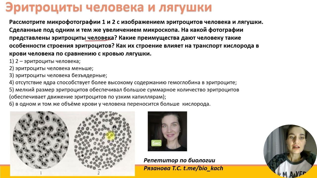 Почему в крови человека больше кислорода чем у лягушки?