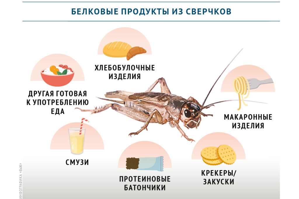 Полезны ли личинки в еде?