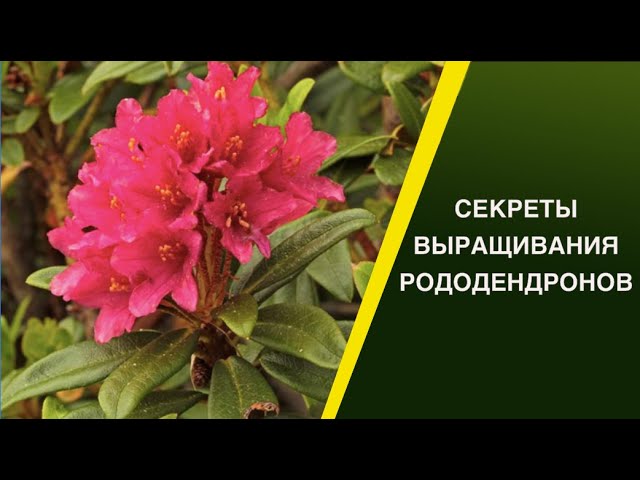 Рододендроны сложно выращивать?