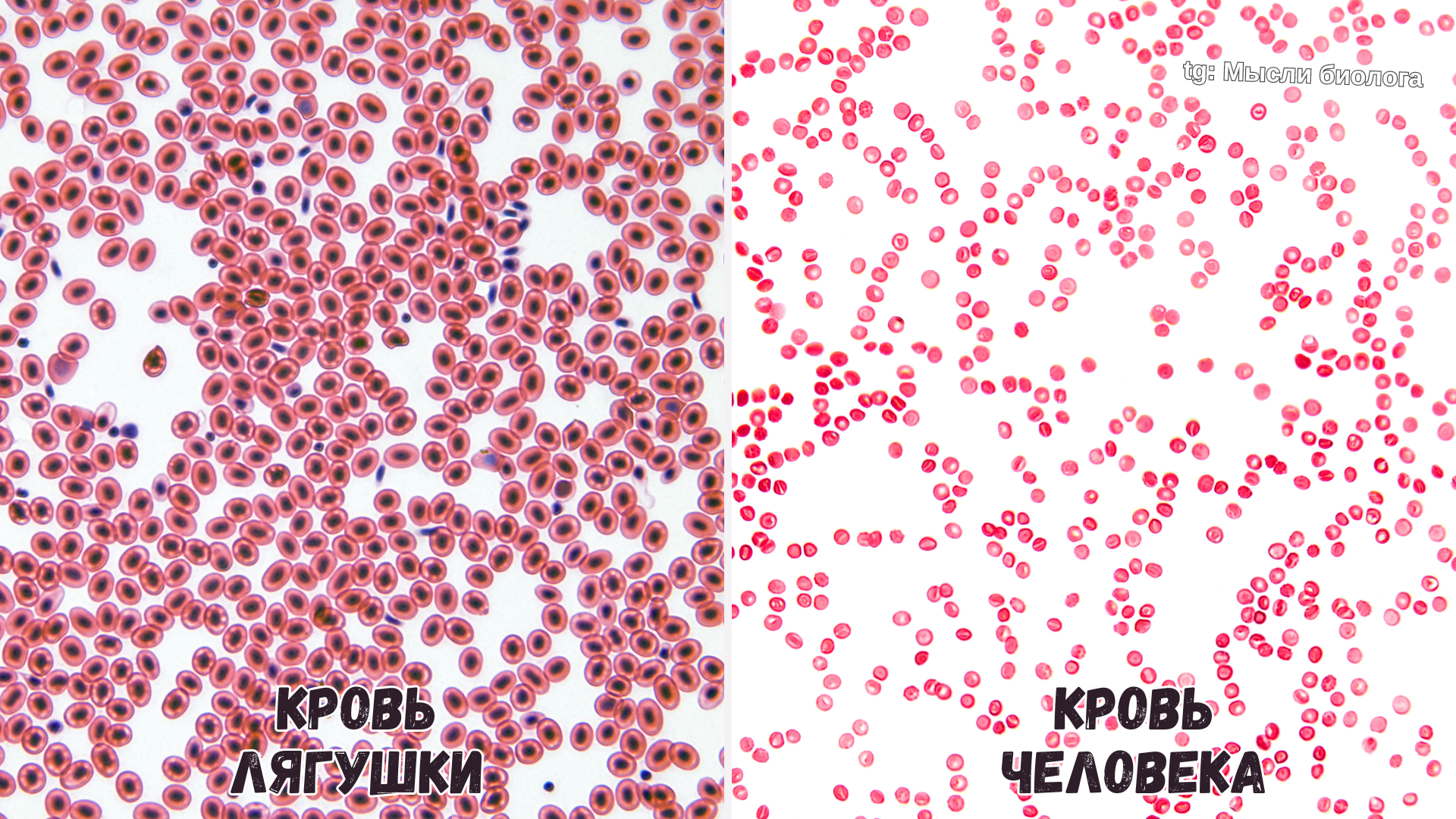 Сколько эритроцитов в крови лягушки?