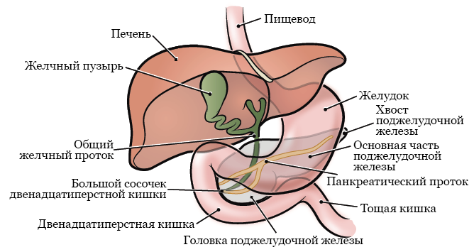 Сколько калорий в сердце человека?