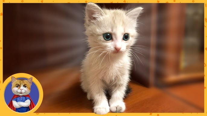 Сколько кормить котенка-сироту?