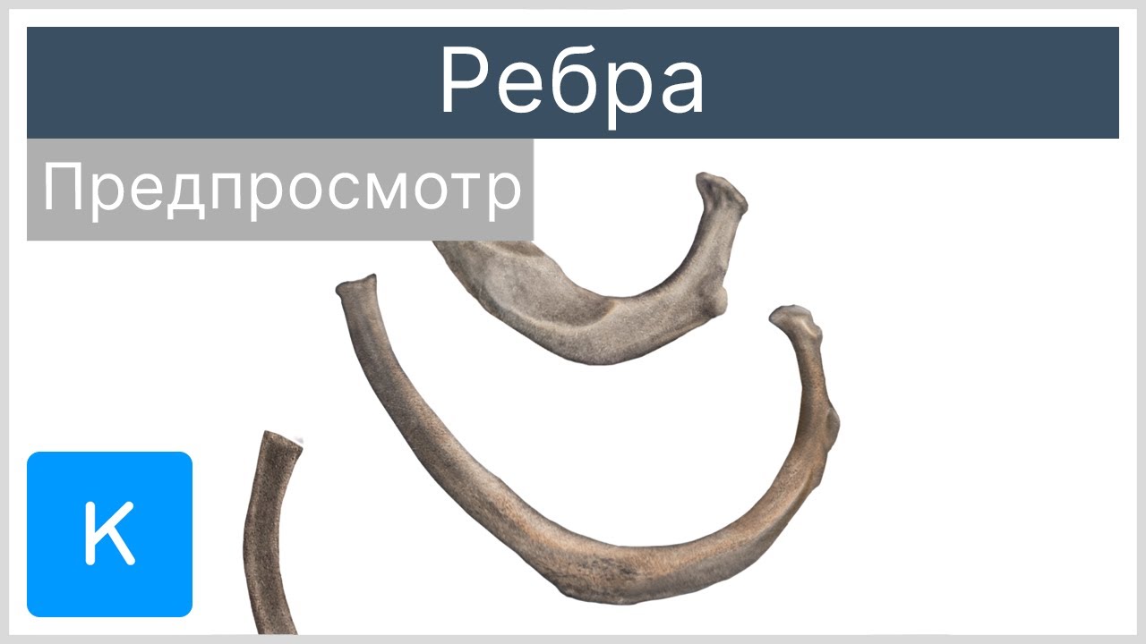 Сколько ребер у 4 угольной пирамиды?