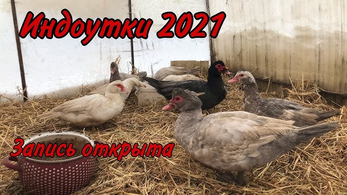 Сколько стоят мускусные утки?