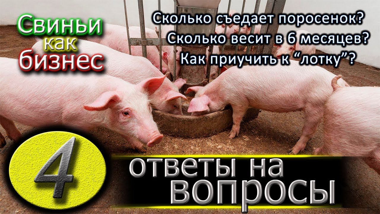 Сколько свинья съедает в день?
