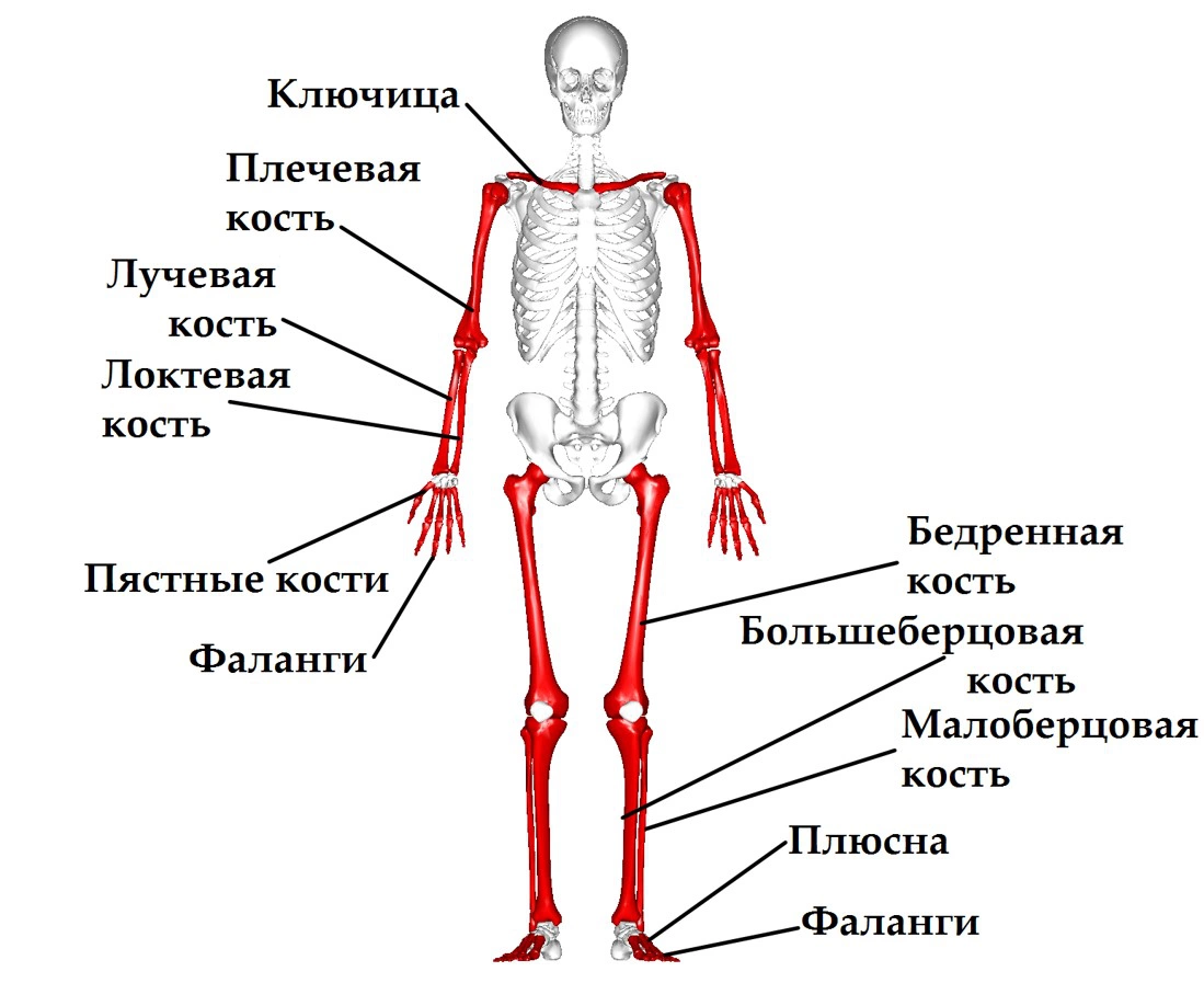 Сколько видов костей различают в теле человека?