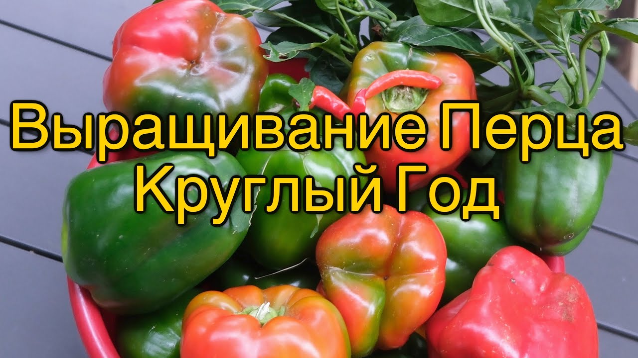 Сколько времени нужно, чтобы растение красного перца вырастало?