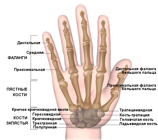 Сколько заживает перелом фаланги пальца руки?