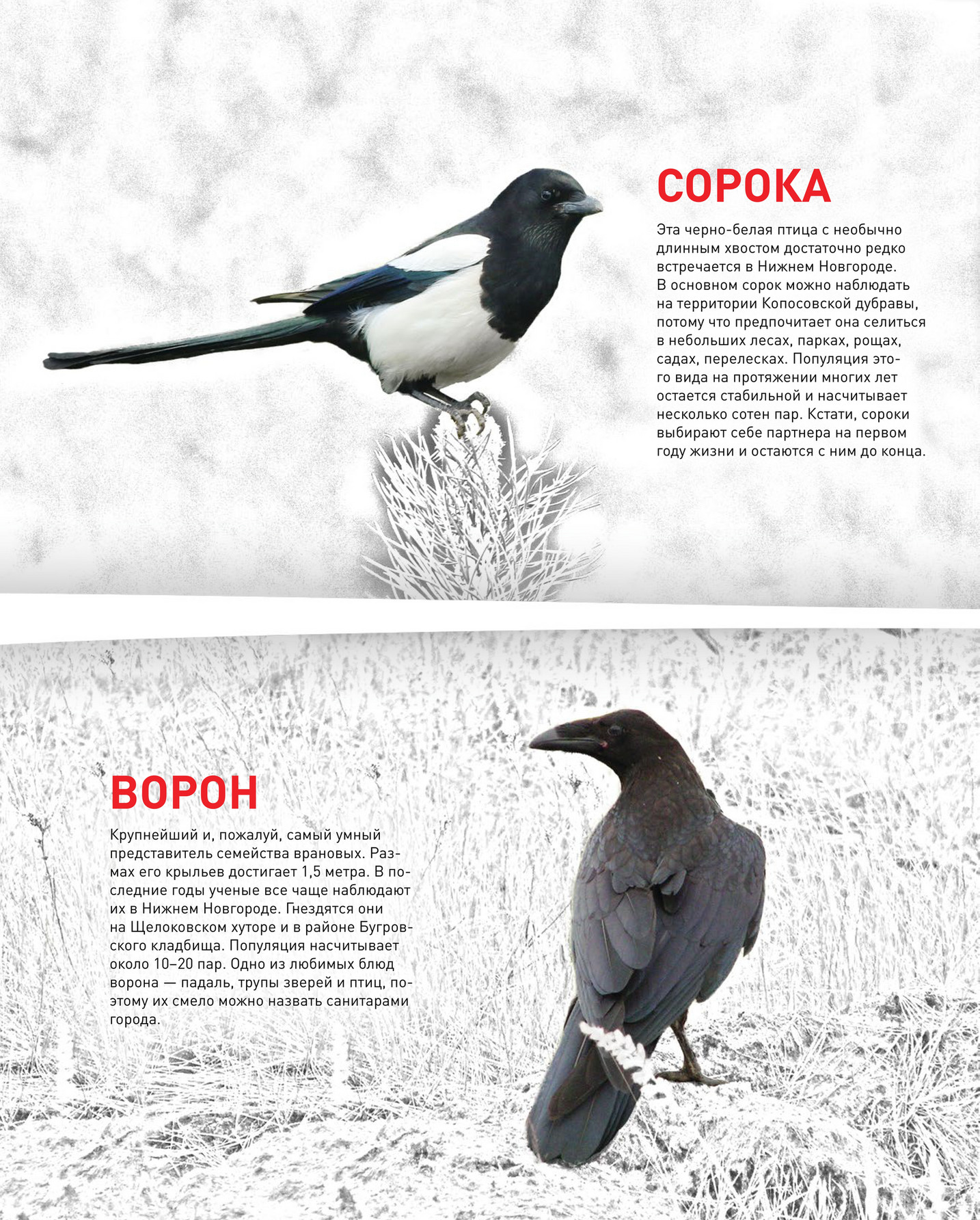 Сороки остаются в одном районе?