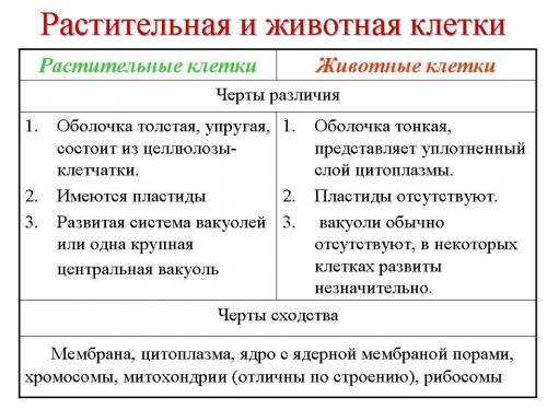 В чем различие растительной и животной клетки?